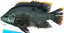 Oreochromis variabilis, a threatened species of the Lake Victoria basin