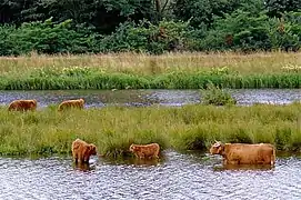 A lake by the Vecht