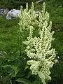 Procevin and veratramin occur, among other things, in white veratrum (Veratrum album grandiflorum).