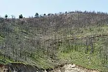 Image 51Burned forest on Thasos (from Forest)