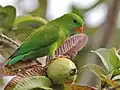 A male feasting on guava.