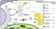 Vesicle transport pathways in plants.