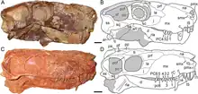 Diagram comparing the skulls of Viatkogorgon (top) and Nochnitsa (bottom)