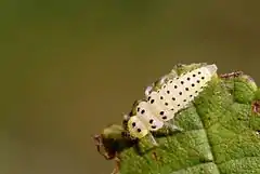 Larva