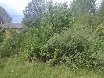 An abandoned house, hidden by vegetation