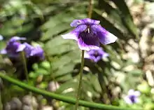 Viola banksii