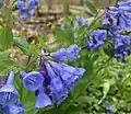 Virginia Bluebells (Mertensia virginica) in Ohio