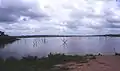 Trees in Lake Volta