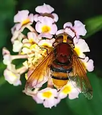 Volucella zonaria female