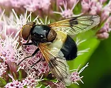 Volucella pellucens female