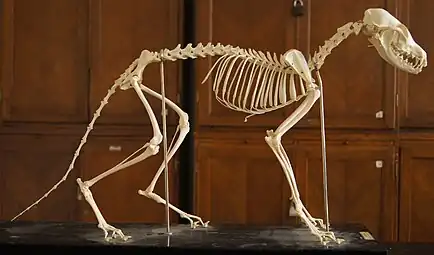 Red fox skeleton