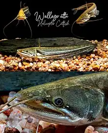 Wallago attu (Helicopter Catfish)