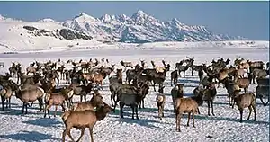  Photograph of an elk herd in winter