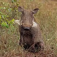 Southern warthog P. a. sundevalliifemale, South Africa