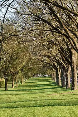 A picture of Washington Road Elm Allée, which is one of the entrances to the campus