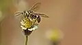 Wasp feeding the nectar of Tridax procumbens