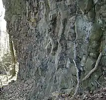 Cliff face on First Watchung Mountain displaying jointed columns of stacked basalt