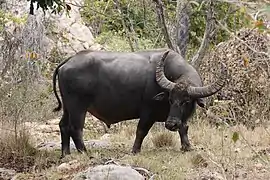 Water buffalo