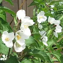 Waterton Mockorange Philadelphus lewisii 'Waterton'