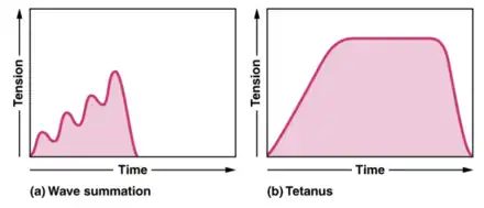 a) The excitation-contraction coupling effects of successive motor neuron signaling is added together which is referred to as wave summation. The bottom of each wave, the end of the relaxation phase, represents the point of stimulus. (b) When the stimulus frequency is so high that the relaxation phase disappears completely, the contractions become continuous; this is called tetanus.