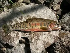 Westslope cutthroat trout