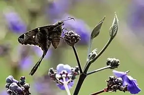 C. c. catillusWhite-striped longtail, Brazil