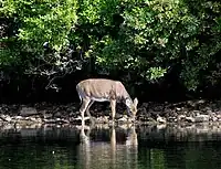 White-tailed deer at Lake Sebago