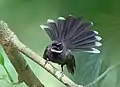 Image 46Fantails are small insectivorous birds of Australasia, Southeast Asia and the Indian subcontinent of the genus Rhipidura in the family Rhipiduridae. The pictured specimen was photographed at Bhawal National Park.Photo Credit: Md shahanshah bappy