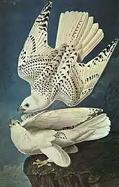 Image 3White gyrfalcons drawn by John James Audubon  (from Conservation biology)