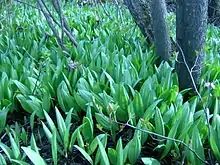 Wild leeks