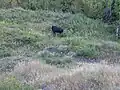 Wildlife in Peace River Wildland Provincial Park as viewed from Sagitawa Lookout