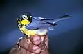 The Canada warbler shows a yellow supraloral.