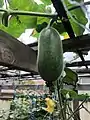 Wax gourd two weeks after flowering