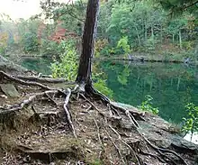 Image 13A young red pine (Pinus resinosa) with spread of roots visible, as a result of soil erosion (from Tree)