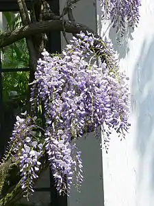 Japanese wisteria, Wisteria floribunda, designated imperial personal emblem of Sadako