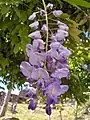 Ebracteate inflorescence of Wisteria sinensis