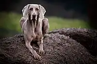 Weimaraner