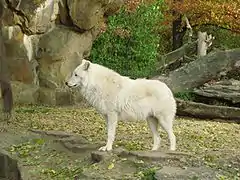 Arctic wolf