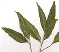 Wavy edged leaves