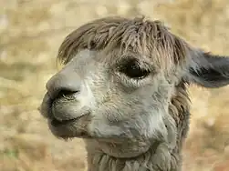 Alpaca