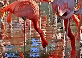 Flamingos