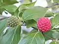 Fruits in late summer