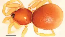 Xestaspis shoushanensis