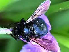 Robbing nectar in Hawaii