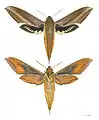 Xylophanes tersa