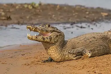 An up-close view of the head and frontal body, with its dark blotches visible