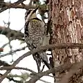 female, Ottawa, Canada