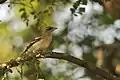 Yellow-throated sparrow