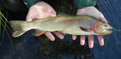 Photo of Yellowstone cutthroat trout in hands