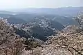 Cherry blossom at Mount Yoshino